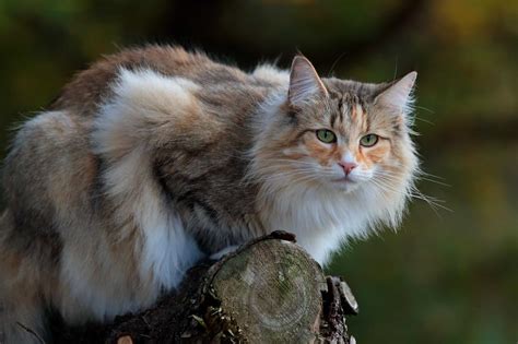 Norwegian Forest Breed Profile Health Traits Groom Care Catbounty