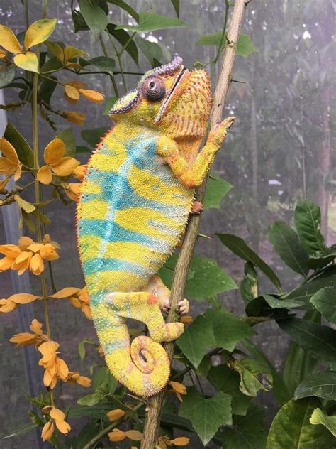 Veiled Chameleon Vs Panther Chameleon Similarities And Differences