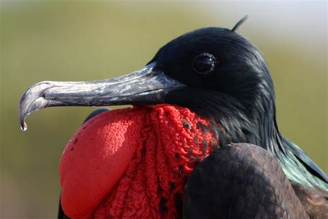 Frigatebirds Animals Of The Galapagos Pictures And Information