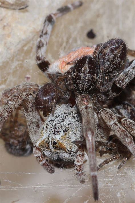 What Do Baby Spiders Eat Katynel