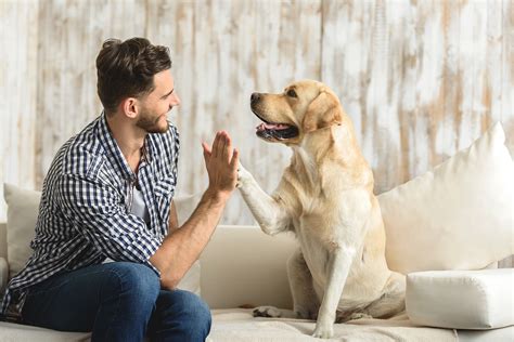 Mascotas Cómo Cuidar A Tu Perro Blog De Timbrit