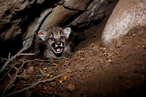4 Baby Mountain Lions Found In A Simi Hills Den Daily News