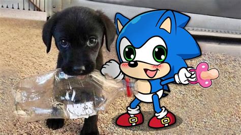 Aww Little Puppy Vs Baby Sonic So Cute 😾🐶 Sonic In Real Life