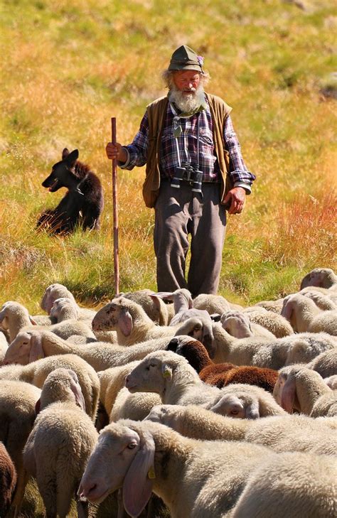 Shepherd Bring The Sheep Down From The High Pastures Near Selva Italian