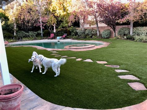 The Best Artificial Turf For Dogs