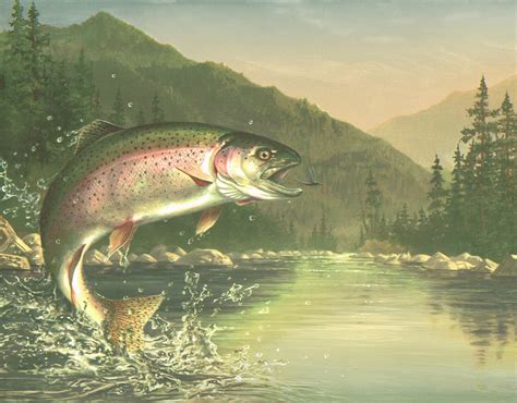 🔥 47 Free Trout Fishing Wallpaper Backgrounds Wallpapersafari