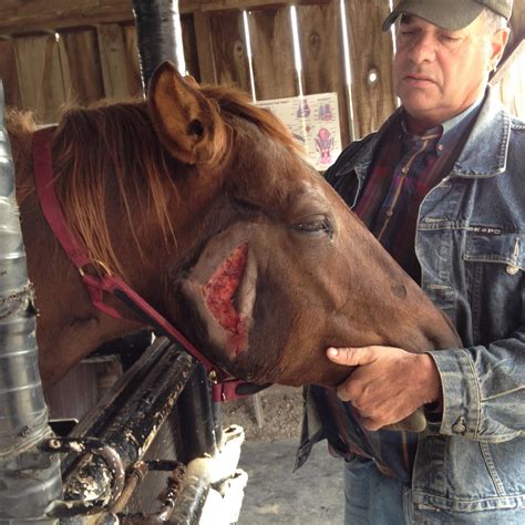 trauma    horse health emergencies equimed horse health matters
