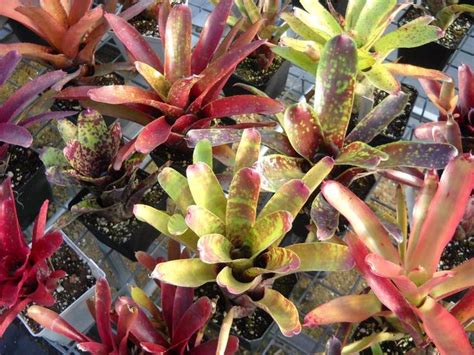 3 Pack Of Bromeliad Pupsgrowers Choice Etsy Bromeliads Garden