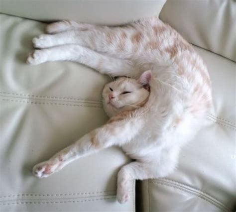 18 Hilarious Pictures Of Cats Sleeping Awkwardly