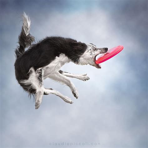 Claudio Piccoli On Instagram Flying In The Sky Dog Funny Owner