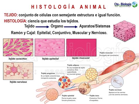 Biología Didáctica Tema Histología Animal