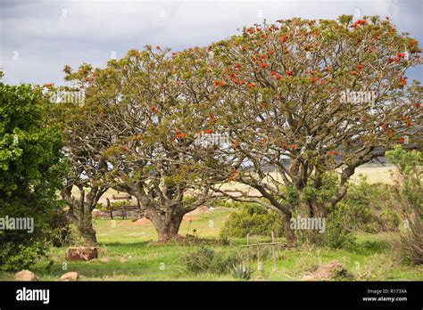 Coral Trees Erythrina In Bloom In The Wild Of A Cape Landscape In