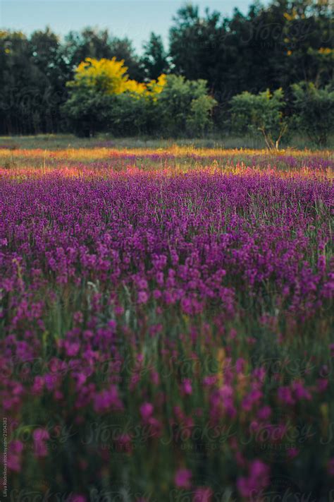 Violet Flowers Blooming In Summer By Stocksy Contributor Liliya