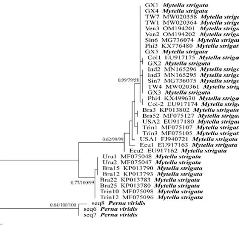 Phylogenic Tree Based On The Mt COI Gene Showing The Phylogenetic Download Scientific Diagram