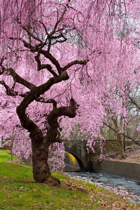Cherry Blossoms By Carol Stauss Beautiful Nature Wallpaper Beautiful