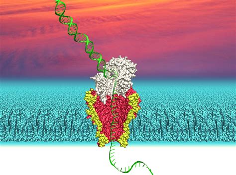 A New Single Molecule Tool To Observe Enzymes At Work Uw News