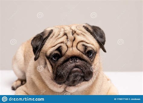 Funny Dog Pug Breed Making Angry Face Stock Image Image Of Furious
