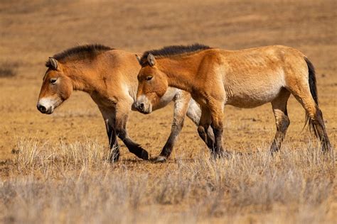 Amazing Story Of The Takhi The Last Wild Horse On Earth