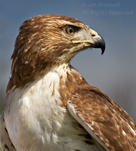 If you intend to use an image you find here for commercial use, please be aware that some photos do require a model or a property. The Art of Falconry | Show Me Nature Photography