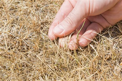 Caring For Your Lawn Before During And After A Drought The