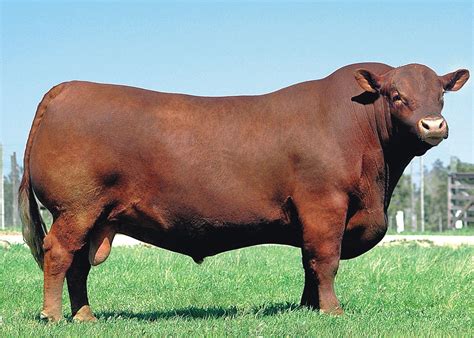 Hereford Cattle Cattle Ranching Cattle Farming