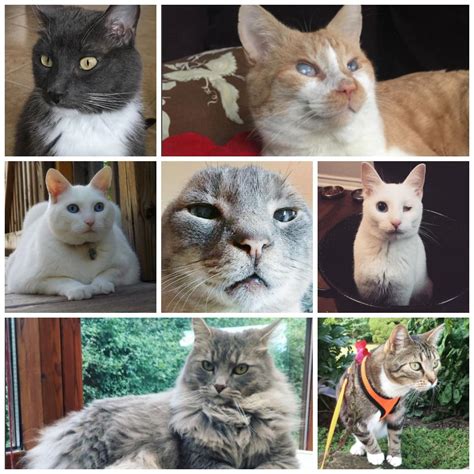 See more ideas about cats and kittens, cute animals, cats. Pin on Meow As Fluff