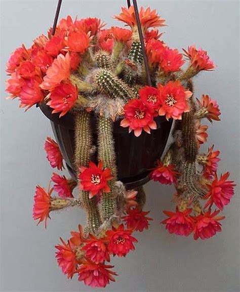 Red blossoms that are about 3 inches wide description: 17 Best images about Chamacereus ( peanut cactus ) on ...