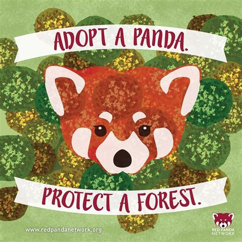 Red Panda Network Works To Save Red Pandas And Their Habitat You Can