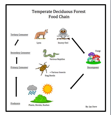 Food Chain And Web Temperate Deciduous Forest