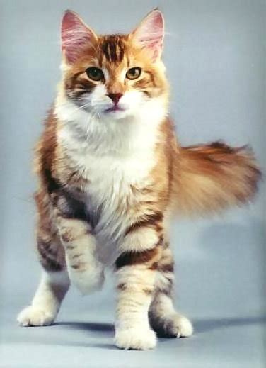 Oriental longhair an extensive cat colour reference archive for oriental longhairs and other breeds in all their variations. Stoatmask ~ WindClan