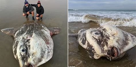 One Of The Worlds Biggest And Rarest Sea Creatures Washes Up On An