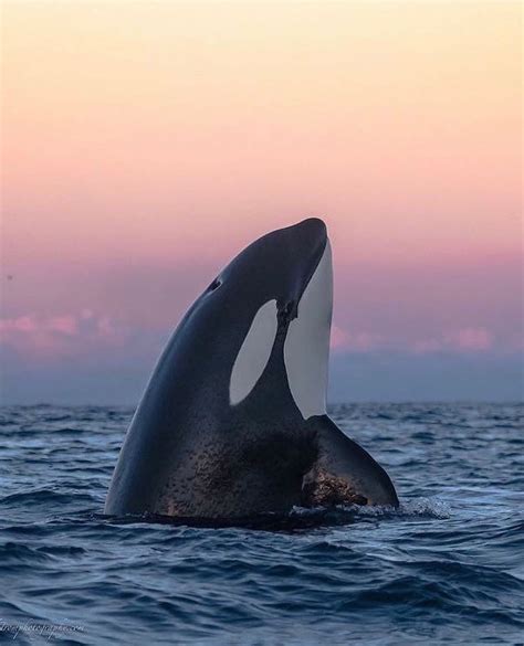 Beautiful Sunset And Orca ——————————————————— 📸 Wikstrom