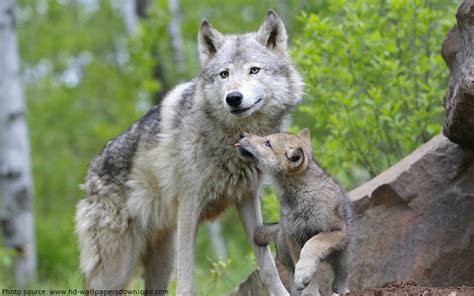 Interesting Facts About Wolves Just Fun Facts