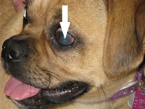 If the infection is caused by a scratch or an ulcer, vets will typically treat it topically with drops and orally with pain medication. Corneal Ulcer - Dog - Northwest PA Pet Emergency Center ...