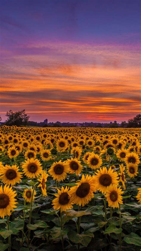 Unduh 93 Sunflower Iphone Wallpaper Free Populer Terbaik Postsid