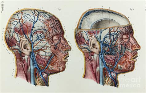 Head Veins Photograph By Science Photo Library Pixels