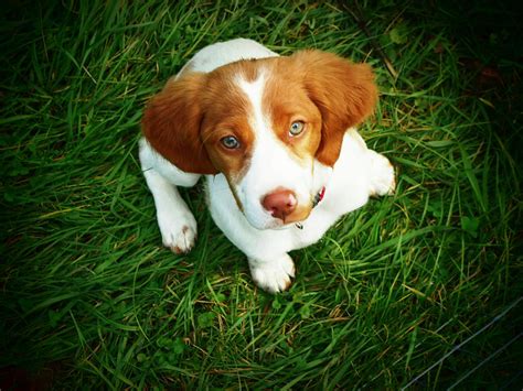 He has his first set shots and a puppy dewormer. Brittany Spaniel Puppy Photograph by Meredith Winn Photography