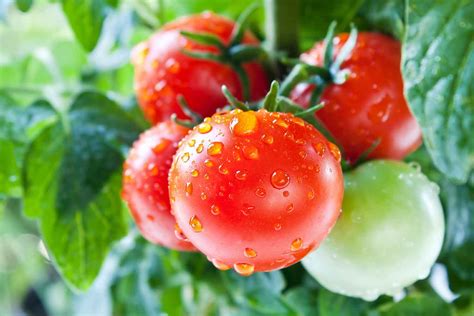 Tomato Plant Diseases Better Homes And Gardens