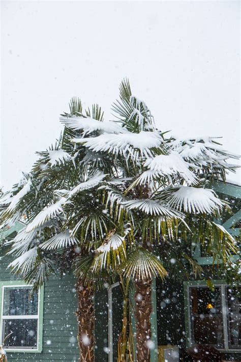 Palm Tree Covered In Snow Stock Photo Image Of Palm 83720016
