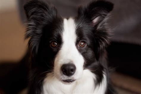 How Much Exercise Does A Border Collie Need Owners Guide