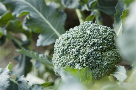 Growing Guide How To Plant Grow And Harvest Broccoli