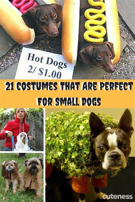 17 Best Images About Dog Care Accessories On Pinterest