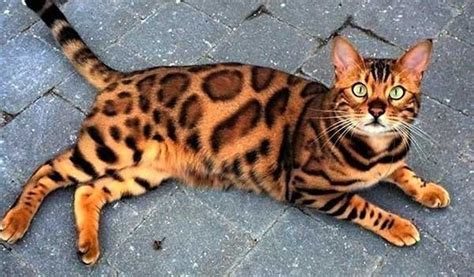 Bengal Cat Breeders How To Choose Your Breeder