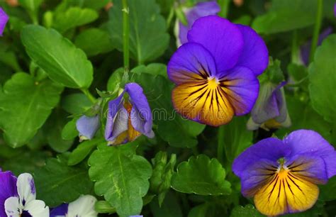 Cultivated Pansy Multicolored Flowers Of Viola Tricolor Macro Shoot