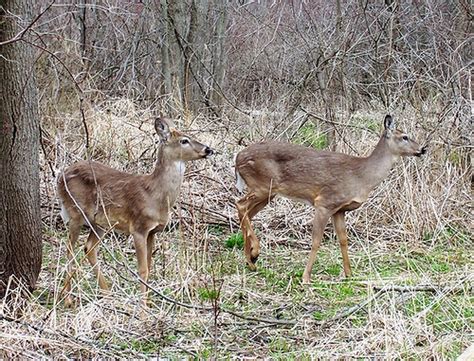 Remaining Deer Management Permits Available For Hunters