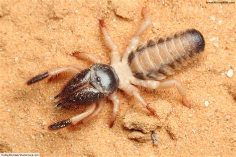 Camel Spider Facts Pictures And In Depth Information Desert Arachnids