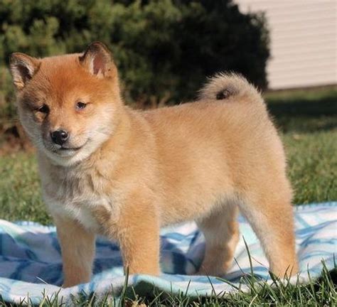 We did not find results for: Shiba Inu Puppies For Sale | Las Vegas, NV #265743