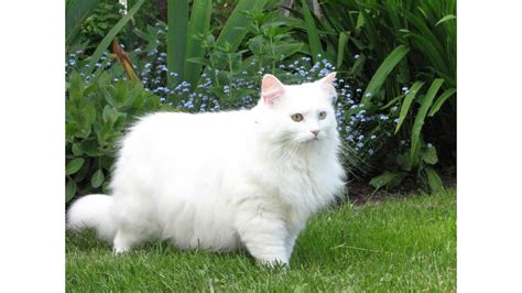 We did not find results for: Fluffy white cat breeds - YouTube