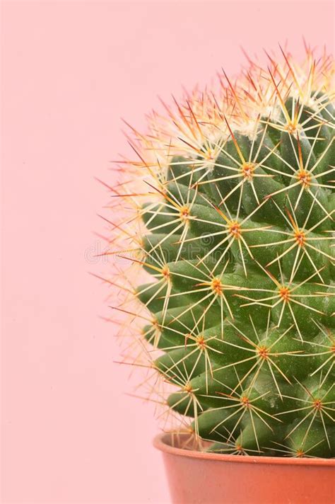 This involves removing a part of the plant, which can then form its own root system and continue growing to form a. Single Cactus Plants And Sunlight Stock Image - Image of ...