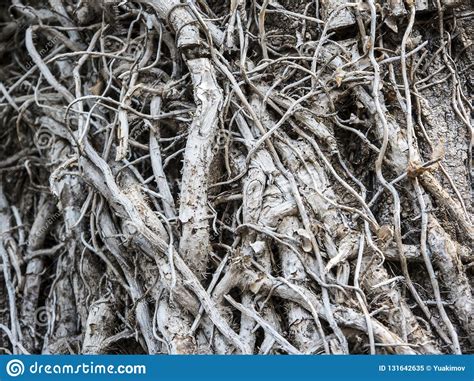 Lianas Woody Roots Crossing And Twisting Around Tree Stock Image